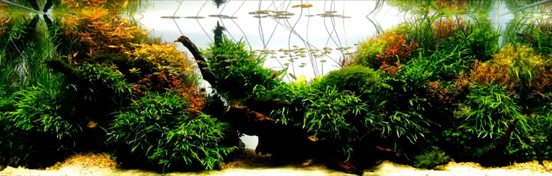 [TheStoriesOfTop7] The Rest of the Dream - Junichi Itakura / Japan - IAPLC 2016